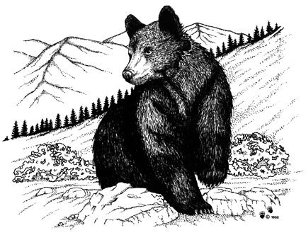 Белогрудый медведь рисунок