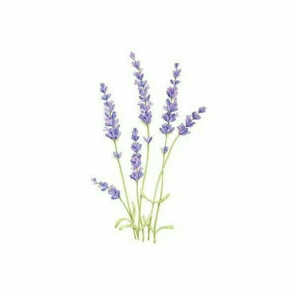 Ветка лаванды вектор