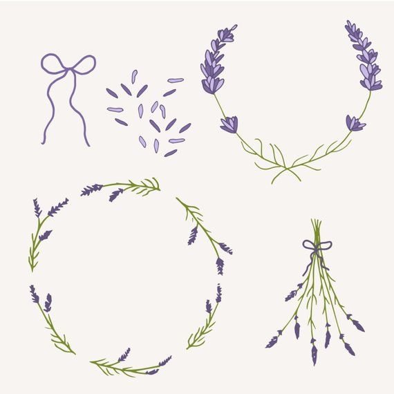 Лаванда вектор