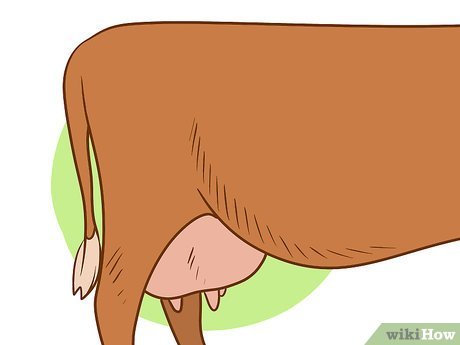 Вымя нарисованное