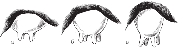 Вымя рисунок