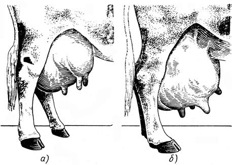 Мужик доит корову