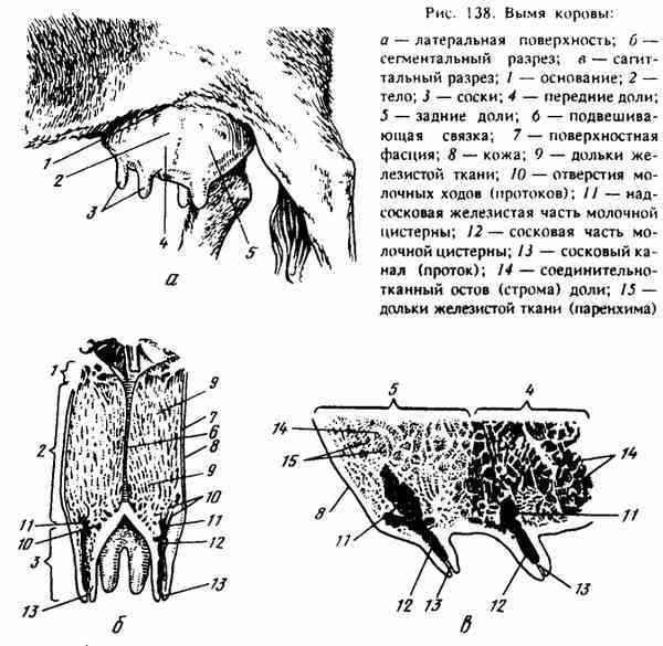 Вымя коровы рисунок (44 фото)