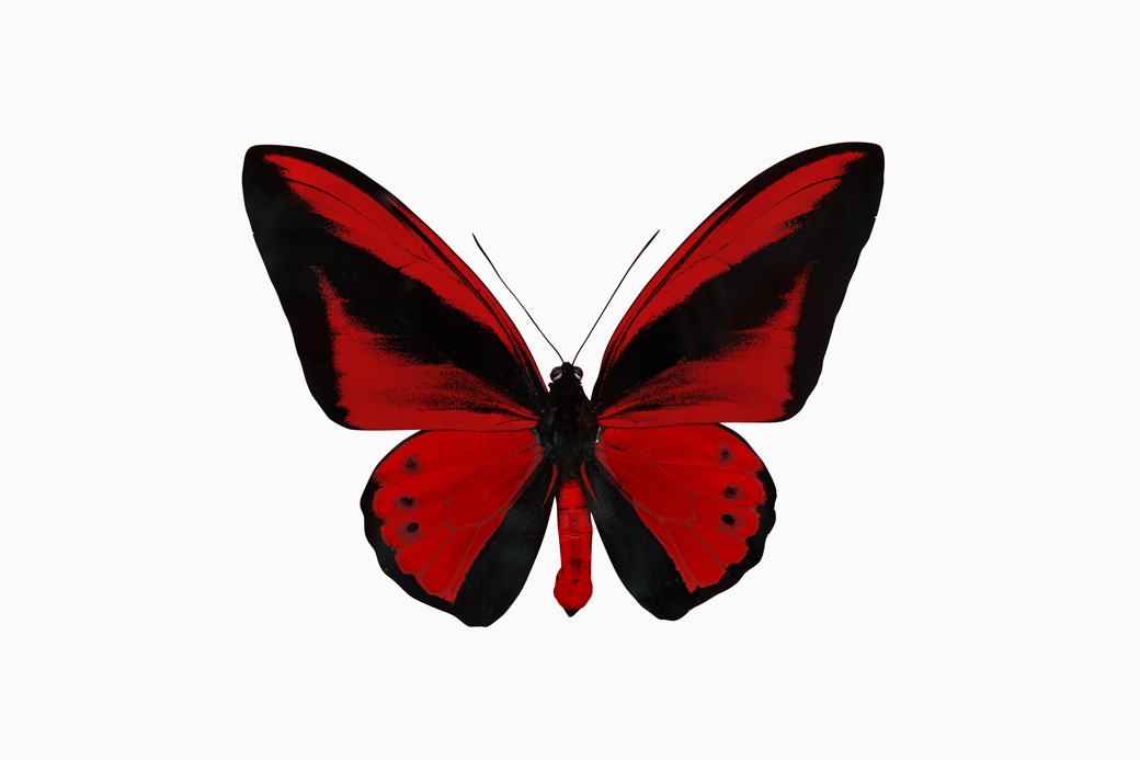 Бабочки красные распечатать