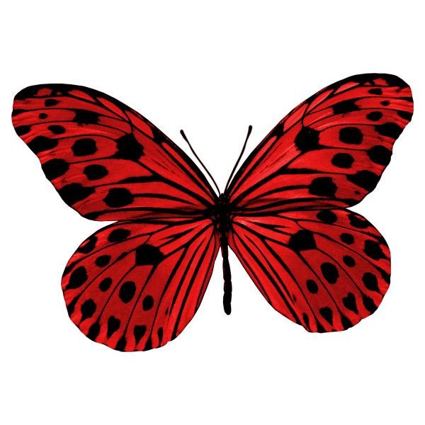 Красная бабочка