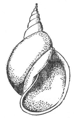 Раковина брюхоногого моллюска