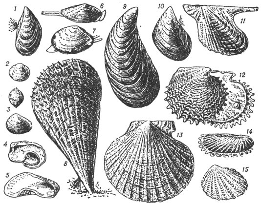 Двустворчатые моллюски Bivalvia