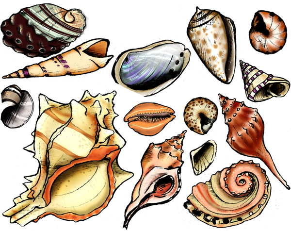 Морские ракушки мультяшные