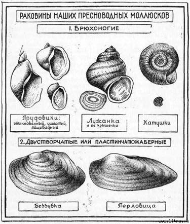 Строение раковины брюхоногих