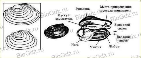 Строение раковины перловицы внутри