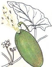 Бешеный огурец реактивное движение