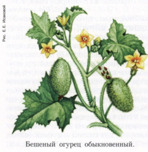 Реактивное движение растения бешеный огурец