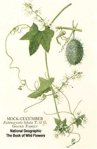 Эхиноцистис усики