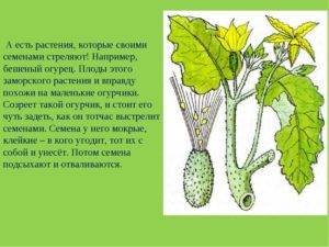 Строение плодов бешеного огурца