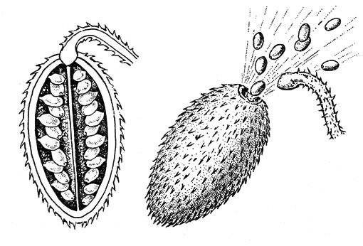 Огурец части растения