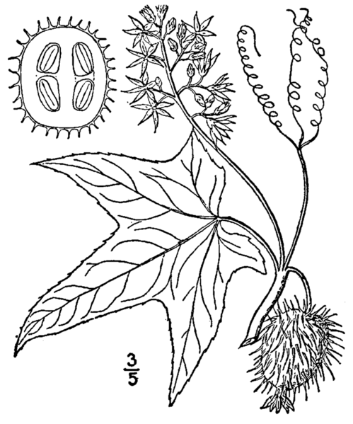 Бешеный огурец распространение семян