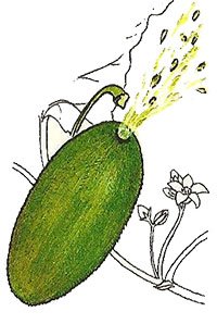 Строение плодов бешеного огурца