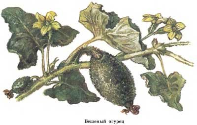 Лиана бешеный огурец