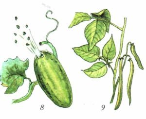 Реактивное движение растения бешеный огурец