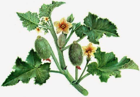 Колючий Кактус прикольный