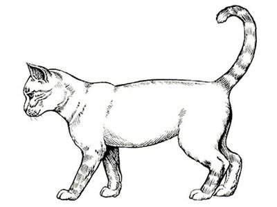 Кот сбоку рисунок