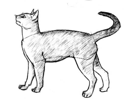 Кошка сбоку референс