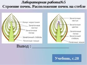 Почка представляет собой зачаточный побег