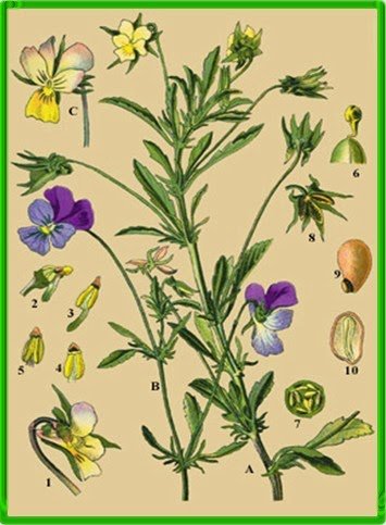 Фиалка трехцветная строение