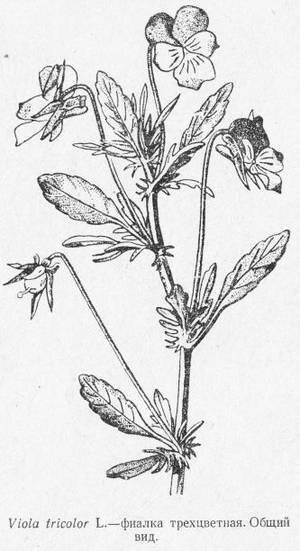 Трава фиалки трехцветной ГФ