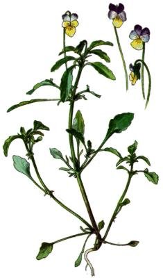 Фиалка трёхцветная Ботаническое