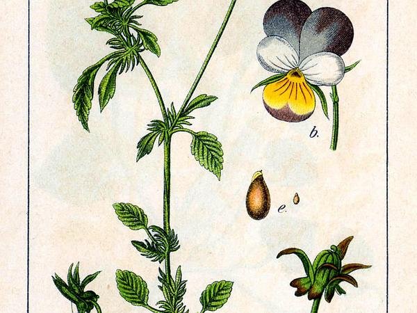 Viola Tricolor иллюстрация Ботаническая