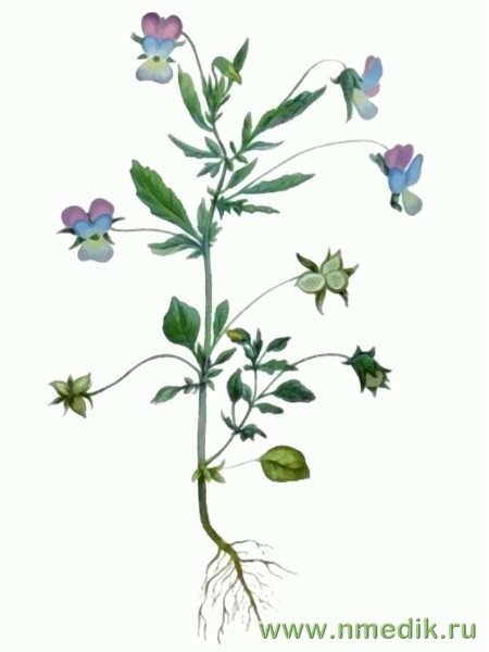 Фиалка трехцветная ботаника