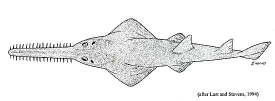 Пилорыл раскраска для детей