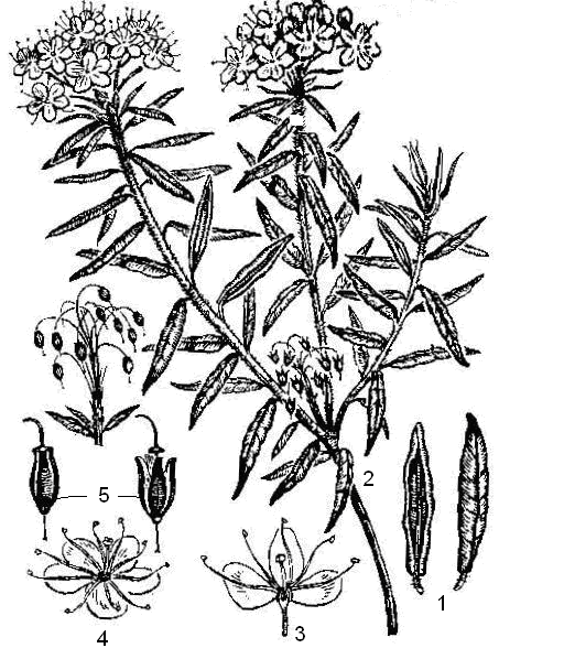 Багульник болотный ГФ