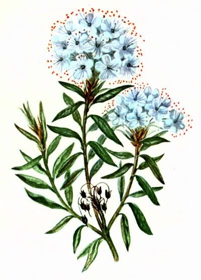 Багульник болотный ГФ