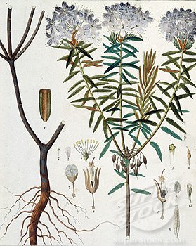 Багульник болотный рис