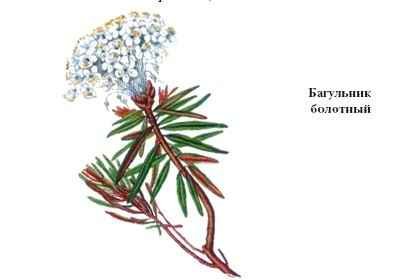 Багульник болотный гербарий