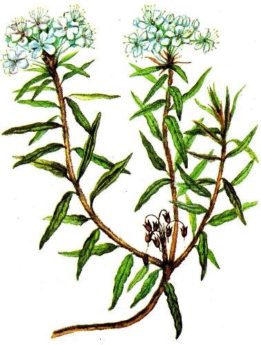 Багульник болотный и подбел