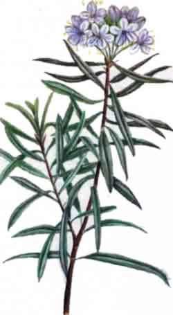 Багульник болотный Фармакогнозия