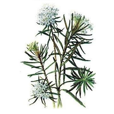 Багульник болотный зарисовка