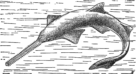 Рыба пила прикол