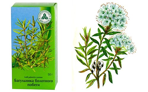 Багульник болотный Ботанический