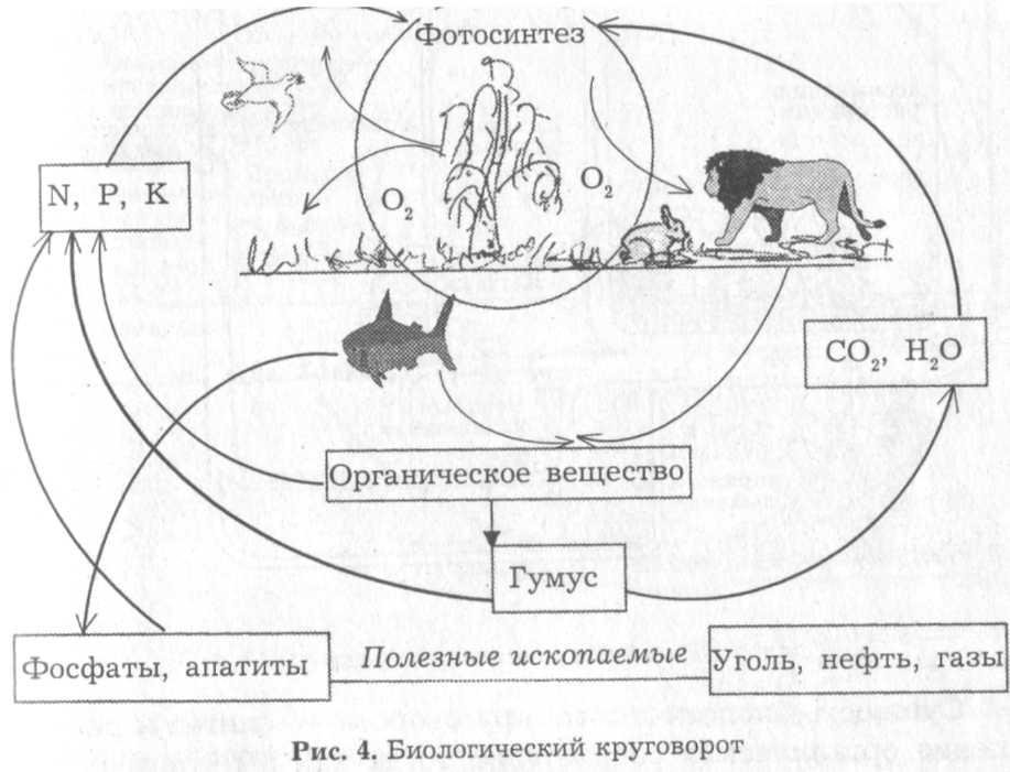 Процессы биологического круговорота веществ