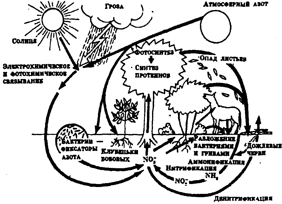 4 круговорот веществ в природе