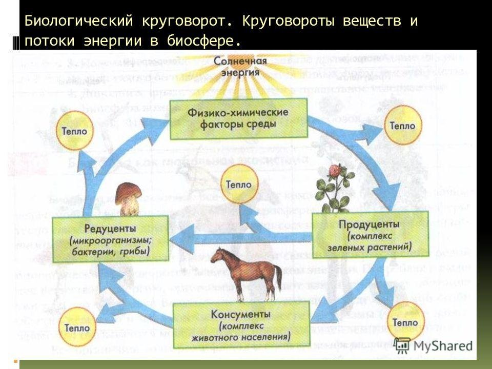 Бактерии грибы в круговороте веществ выполняют роль. Схема биологического круговорота 6 класс. Биологический круговорот в биосфере. Круговорот веществ в природе. Круговорот веществ и поток энергии.