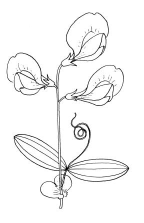 Душистый горошек Ботаническая иллюстрация