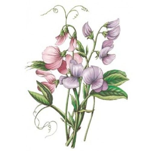 Душистый горошек Ботаническая зарисовка