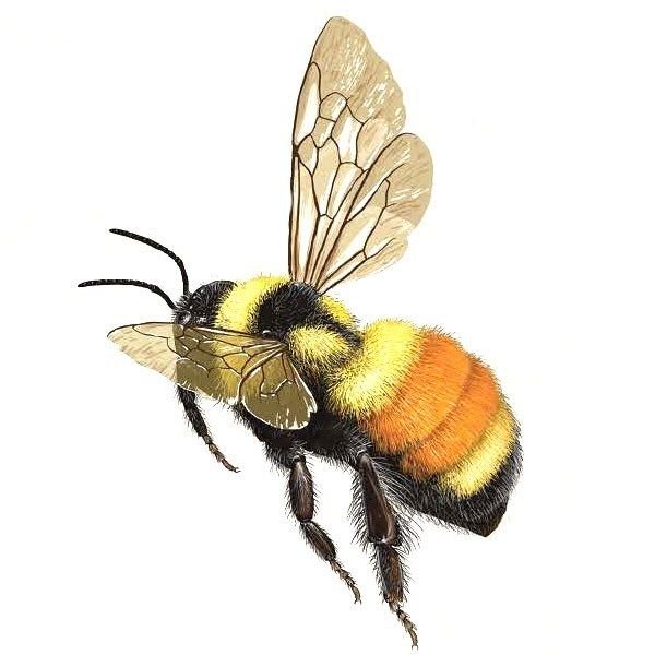 Шмель Bombus Impatiens