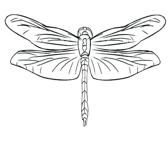 Крылья Стрекозы