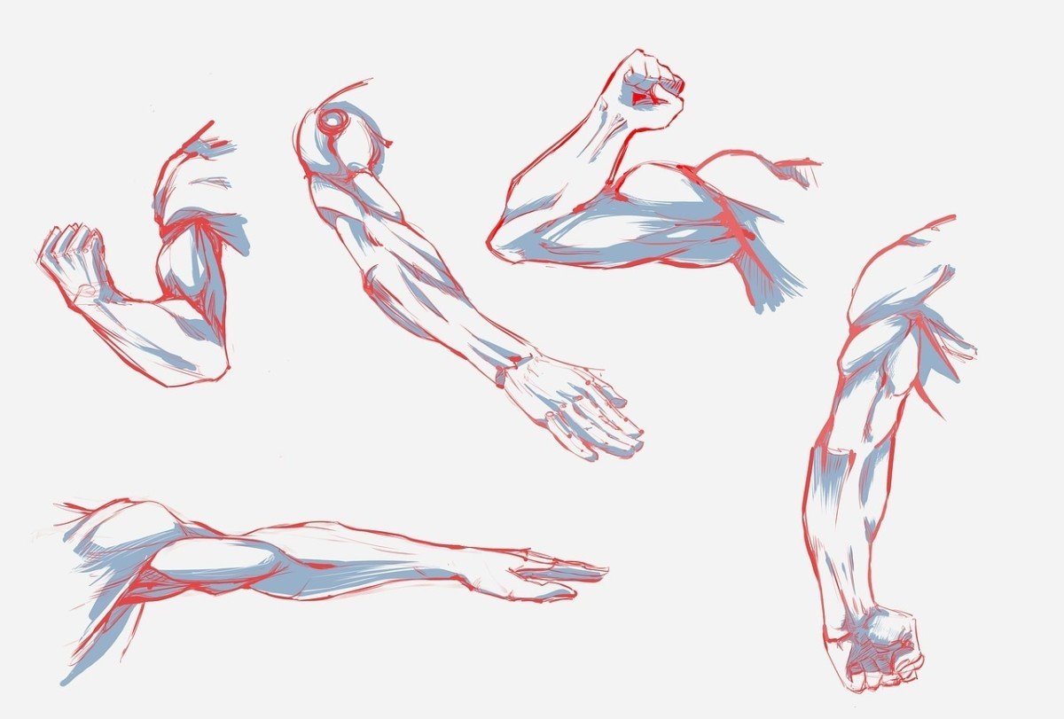 Мышцы рук для рисования